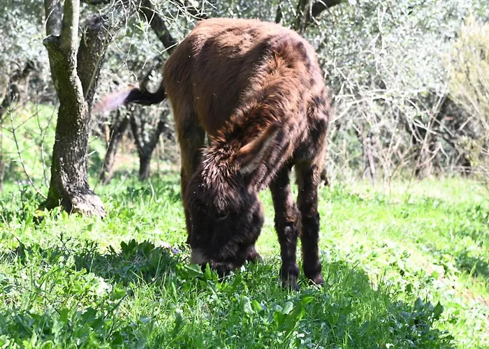 La Casa Gialla Dom wakacyjny