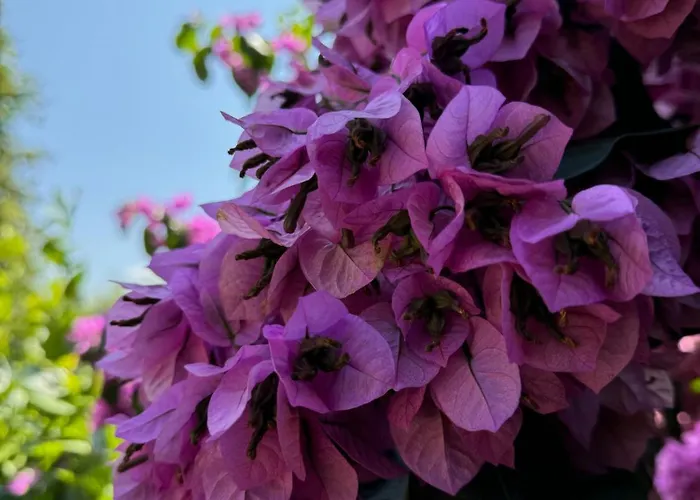 Dom wakacyjny La Casa Gialla *