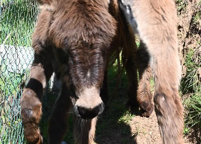 La Casa Gialla Dom wakacyjny *