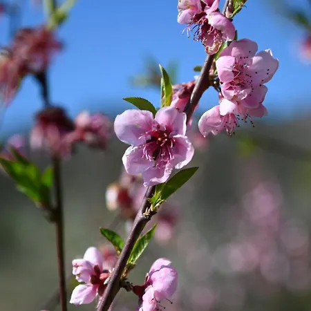 La Casa Gialla Nyaraló Lucca