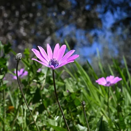 La Casa Gialla * Lucca