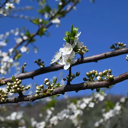 La Casa Gialla Nyaraló