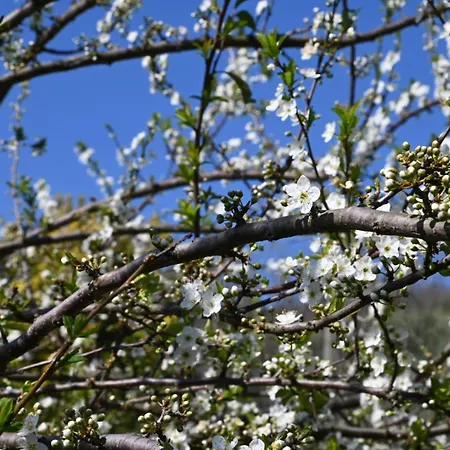 La Casa Gialla Lucca