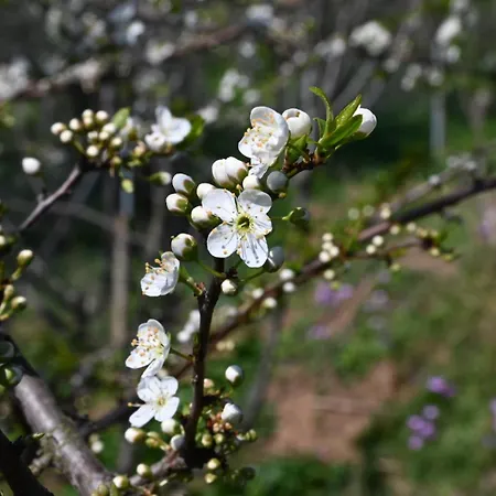 La Casa Gialla * Lucca