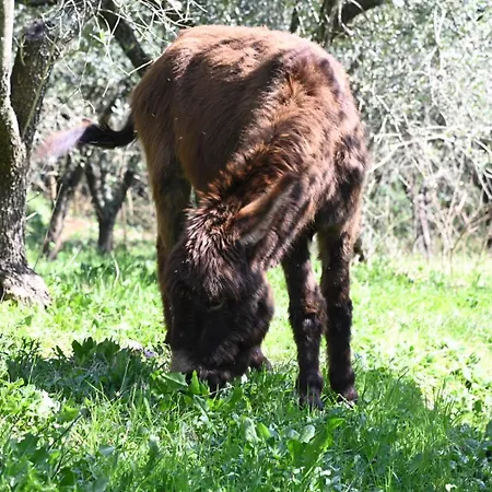 La Casa Gialla Nyaraló