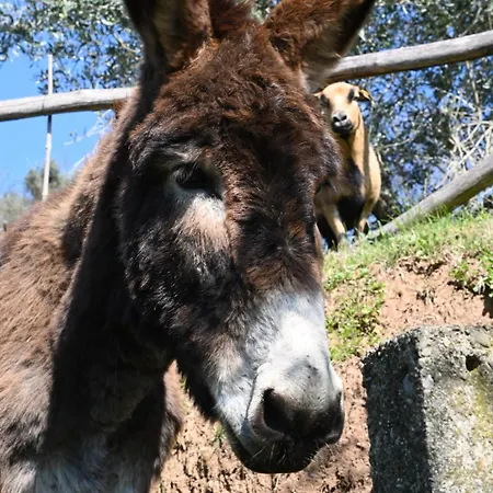 La Casa Gialla * Lucca