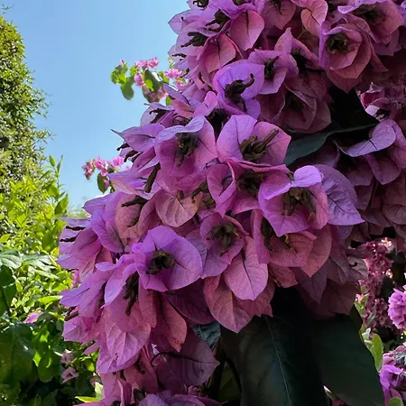 La Casa Gialla Nyaraló Lucca