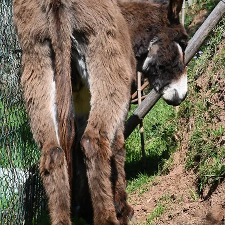 Nyaraló La Casa Gialla *