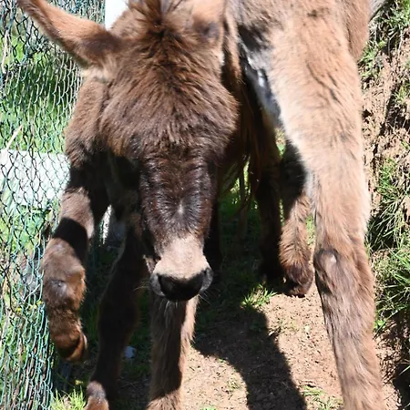 La Casa Gialla Nyaraló *