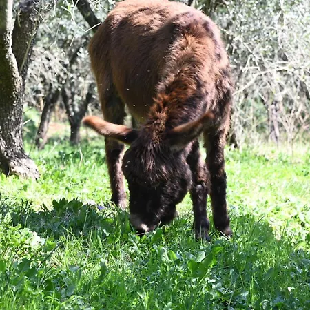 La Casa Gialla
