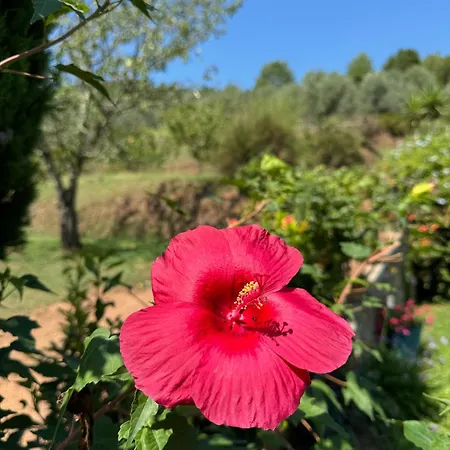 La Casa Gialla * ルッカ